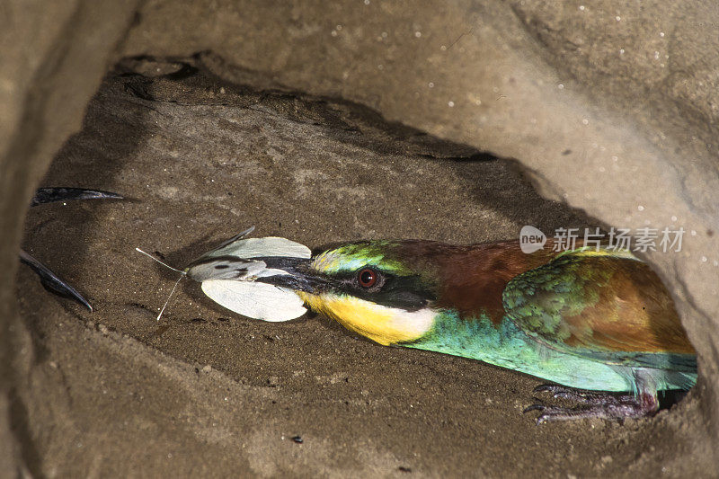 地下巢中的食蜂鸟(Merops apiaster)